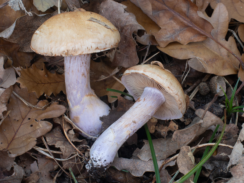 Cortinarius nemorensis